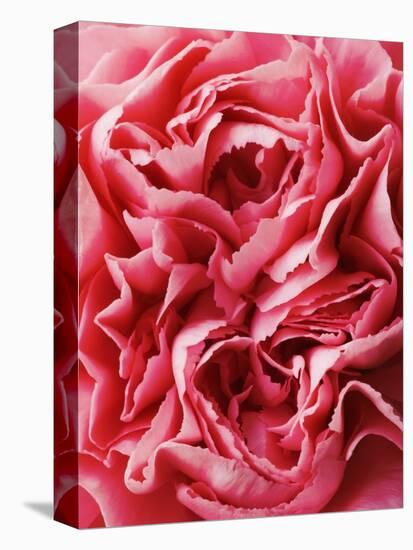 Close-Up of Pink Carnation-Clive Nichols-Premier Image Canvas