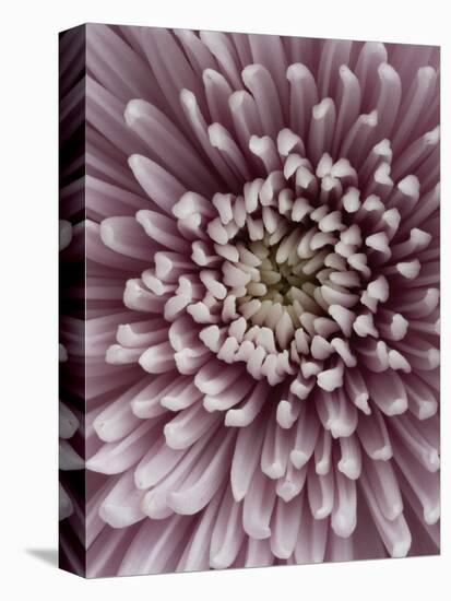Close-Up of Pink Chrysanthemum-Clive Nichols-Premier Image Canvas