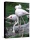 Close-Up of Pink Flamingoes at Tiersgarten, the Zoo, Hietzing, Vienna, Austria-Richard Nebesky-Premier Image Canvas