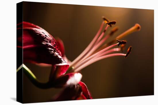 Close Up of Pink Lily. Selective Focus-Daniil Belyay-Premier Image Canvas