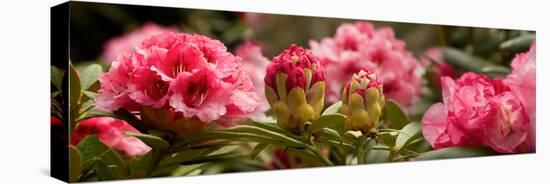 Close-Up of Pink Rhododendron Flowers in Bloom-null-Stretched Canvas