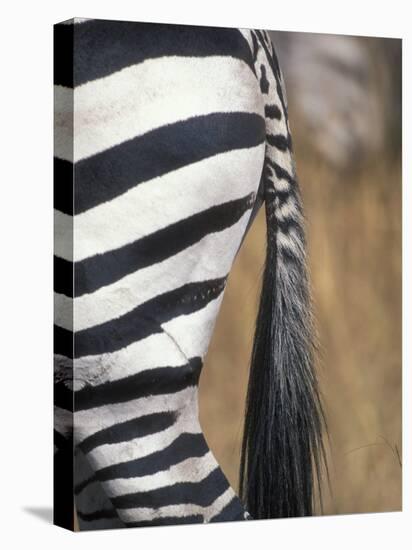 Close-Up of Plains Zebra, Masai Mara Game Reserve, Kenya-Paul Souders-Premier Image Canvas