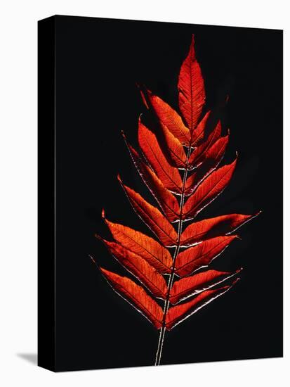 Close-up of Poison Sumac (Toxicodendron vernix) leaf against black background-Panoramic Images-Premier Image Canvas