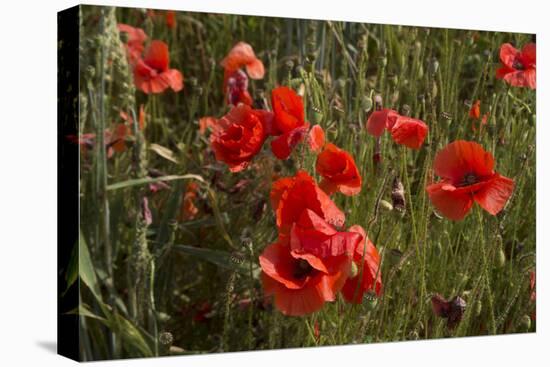 Close Up of Poppies in a Field in Kent, England-Natalie Tepper-Stretched Canvas
