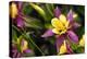 Close-Up of Purple and Yellow Columbine Flower-Matt Freedman-Premier Image Canvas