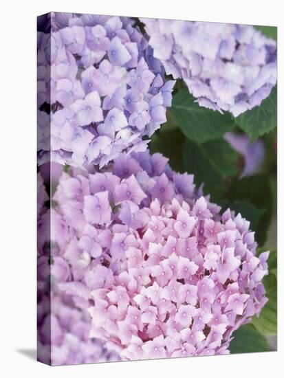 Close-up of Purple Blossoms-null-Premier Image Canvas
