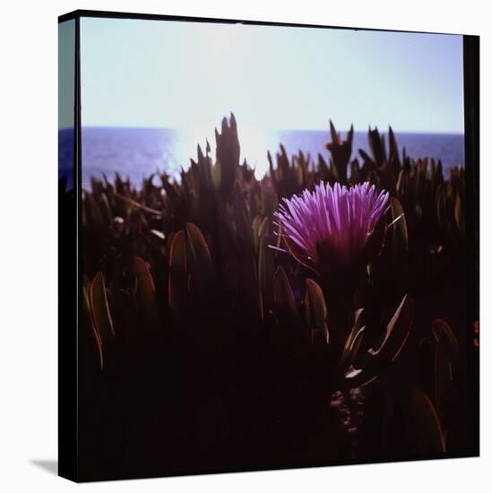 Close Up of Purple Flower Catching the Early Morning Light-Paul Schutzer-Premier Image Canvas