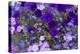 Close Up of Purple Flowers, York, Maine, USA-Julien McRoberts-Premier Image Canvas