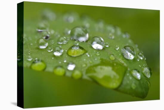 Close-up of Rain Droplets on Leaf-Matt Freedman-Premier Image Canvas