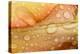 Close-up of Rain Droplets on Orange Tulip Petals-Matt Freedman-Premier Image Canvas