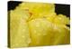 Close-up of Rain Droplets on Yellow Tulip Petals-Matt Freedman-Premier Image Canvas