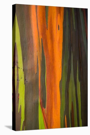 Close-up of Rainbow Eucalyptus (Eucalyptus deglupta) tree, Maui, Hawaii, USA-null-Stretched Canvas