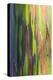 Close-Up of Rainbow Eucalyptus-Terry Eggers-Premier Image Canvas