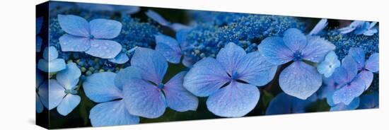 Close-Up of Raindrops on Blue Hydrangea Flowers-null-Stretched Canvas