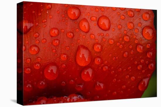 Close-up of raindrops on tulip petal.-Matt Freedman-Premier Image Canvas