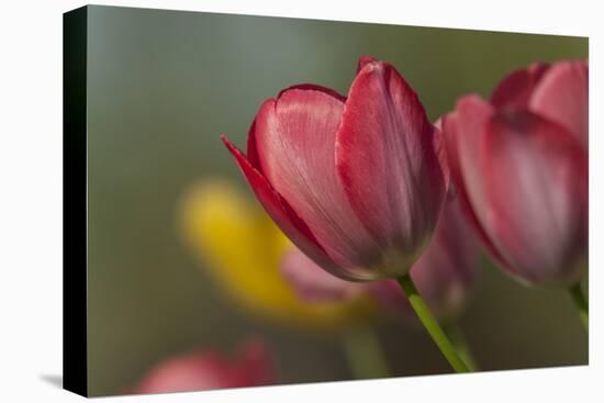 Close Up of Red and Yellow Tulips in Garden-Rona Schwarz-Premier Image Canvas