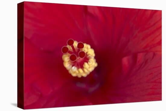 Close-up of red hibiscus flowering-Maresa Pryor-Premier Image Canvas