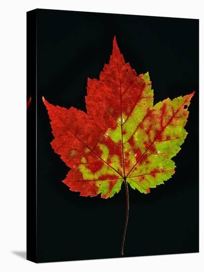 Close-up of Red Maple (Acer rubrum) leaf against black background-Panoramic Images-Premier Image Canvas