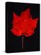 Close-up of red Maple leaf against black background-Panoramic Images-Premier Image Canvas