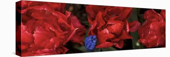 Close-Up of Red Rose Flowers-null-Premier Image Canvas