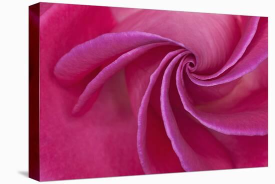 Close-up of red rose-Adam Jones-Premier Image Canvas