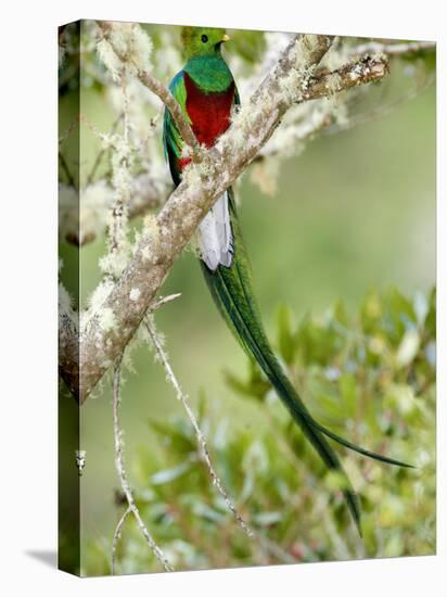 Close-Up of Resplendent Quetzal Perching on a Branch, Savegre, Costa Rica-null-Premier Image Canvas