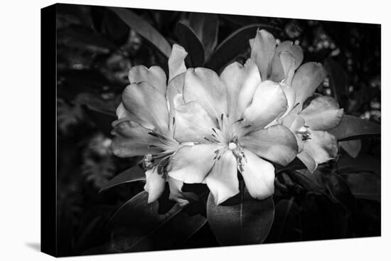 Close-up of Rhododendron flowers, California, USA-Panoramic Images-Premier Image Canvas