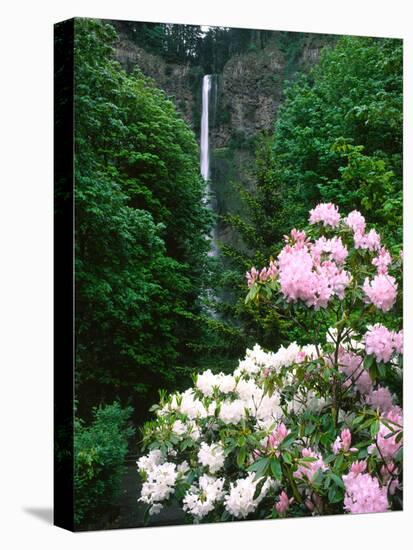Close-up of Rhododendron flowers, Multnomah Falls, Columbia River Gorge National Scenic Area, Mu...-null-Premier Image Canvas