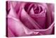 Close-up of rose.-Rick A Brown-Premier Image Canvas