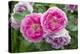 Close-up of Roses, Utah-Howie Garber-Premier Image Canvas