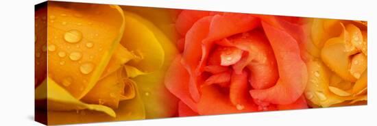Close-Up of Roses with Dew Drops-null-Stretched Canvas