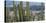 Close-Up of Saguaro Cactus, Catalina State Park, Tucson, Arizona, Usa-null-Premier Image Canvas