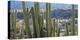 Close-Up of Saguaro Cactus, Catalina State Park, Tucson, Arizona, Usa-null-Premier Image Canvas