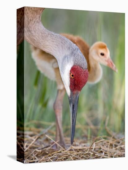 Close-up of Sandhill Crane and Chick at Nest, Indian Lake Estates, Florida, USA-Arthur Morris-Premier Image Canvas