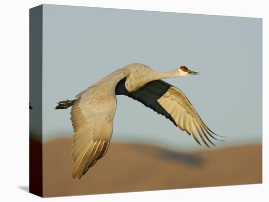 Close-up of Sandhill Crane in Flight Over Mountain, Bosque Del Apache National Wildlife Reserve-Arthur Morris-Premier Image Canvas