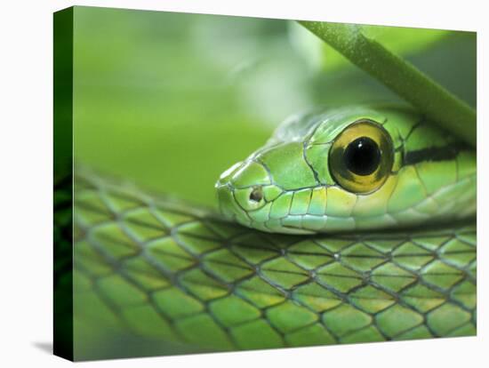 Close Up of Satiny Parrot Snake, Costa Rica-Edwin Giesbers-Premier Image Canvas