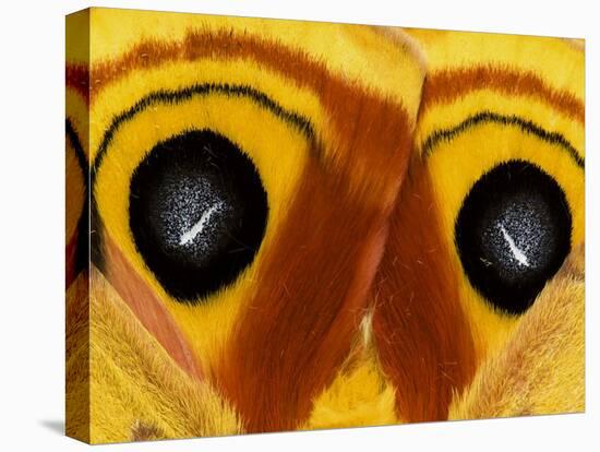 Close-Up of Saturnia Moth Wings, Pennsylvania, USA-Nancy Rotenberg-Premier Image Canvas