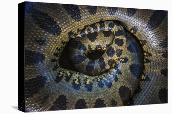 Close Up of Scales of an Anaconda, Guyana-Pete Oxford-Premier Image Canvas