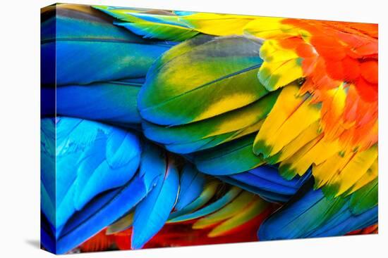 Close up of Scarlet Macaw Bird's Feathers-Narupon Nimpaiboon-Premier Image Canvas