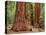 Close-Up of Sequoia Trees in Forest, Yosemite National Park, California, Usa-Dennis Flaherty-Premier Image Canvas