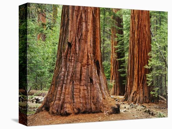 Close-Up of Sequoia Trees in Forest, Yosemite National Park, California, Usa-Dennis Flaherty-Premier Image Canvas