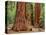 Close-Up of Sequoia Trees in Forest, Yosemite National Park, California, Usa-Dennis Flaherty-Premier Image Canvas