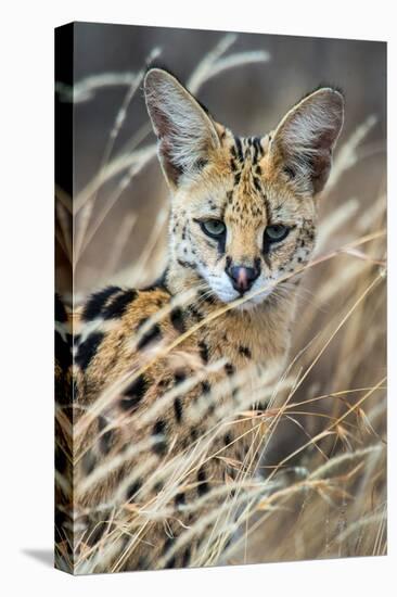 Close-Up of Serval (Leptailurus Serval), Ndutu, Ngorongoro Conservation Area, Tanzania-null-Stretched Canvas