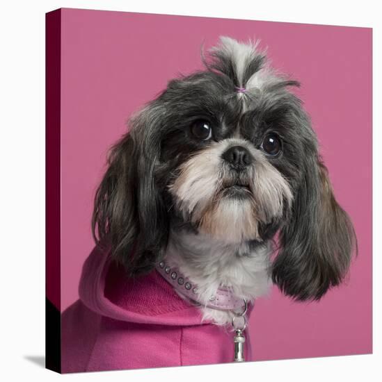 Close-Up Of Shih Tzu In Pink, 2 Years Old, In Front Of Pink Background-Life on White-Premier Image Canvas