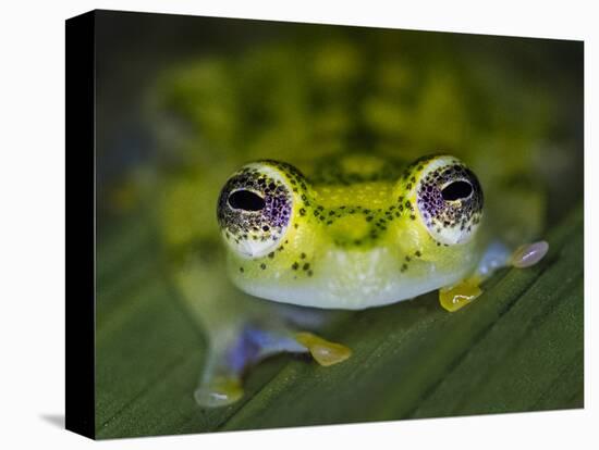 Close-up of single glass frog, Sarapiqui, Costa Rica-Panoramic Images-Premier Image Canvas