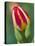 Close-Up of Single Tulip Flower with Buds, Ohio, USA-Nancy Rotenberg-Premier Image Canvas