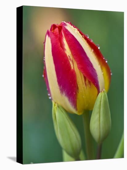 Close-Up of Single Tulip Flower with Buds, Ohio, USA-Nancy Rotenberg-Premier Image Canvas