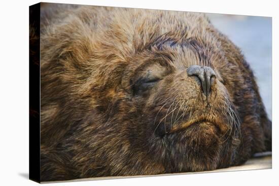 Close-Up of Sleeping Fur Seal-Jon Hicks-Premier Image Canvas