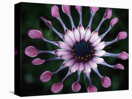 Close-up of Spoon Daisy or Nasinga Purple Flower, Maui, Hawaii, USA-Nancy & Steve Ross-Premier Image Canvas