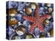 Close-Up of Starfish and Clam Shells, Hood Canal, Seabeck, Washington, USA-Don Paulson-Premier Image Canvas